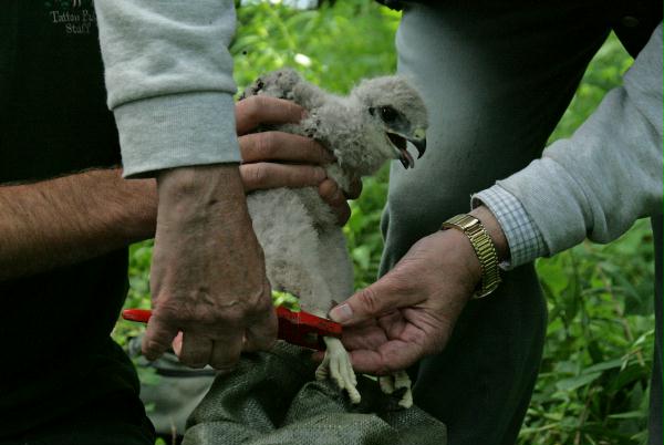 Ringing Buzzard chicks