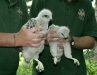 Ringing Buzzard chicks
