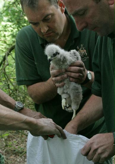Ringing Buzzard chicks