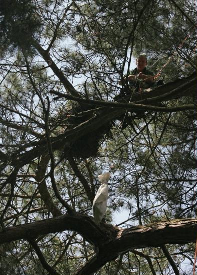 Ringing Buzzard chicks