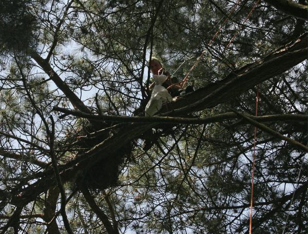 Ringing Buzzard chicks