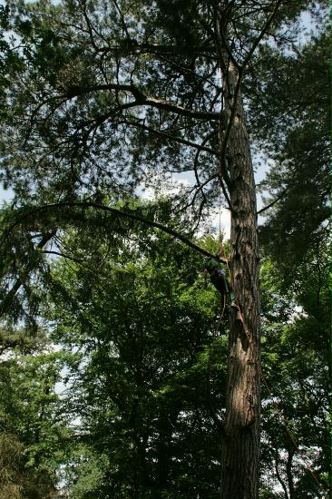 Ringing Buzzard chicks