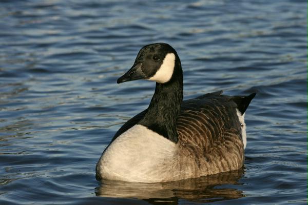Canada Goose <i>Branta canadensis</i>