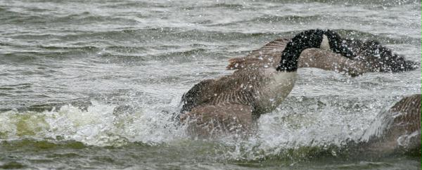 Canada Goose <i>Branta canadensis</i>