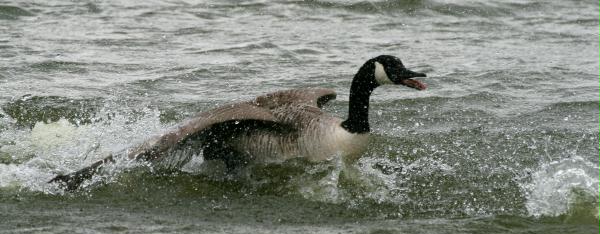 Canada Goose <i>Branta canadensis</i>