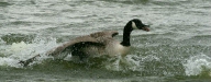Canada Goose