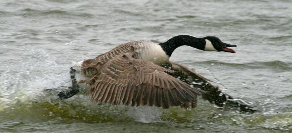 Canada Goose <i>Branta canadensis</i>