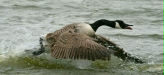Canada Goose