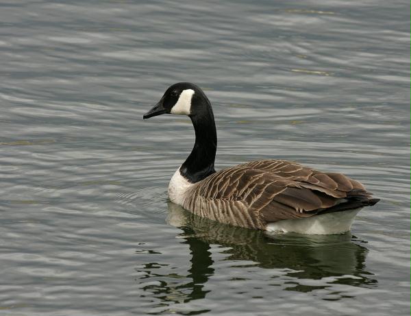 Canada Goose <i>Branta canadensis</i>