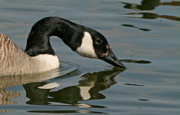 Canada Goose <i>Branta canadensis</i>