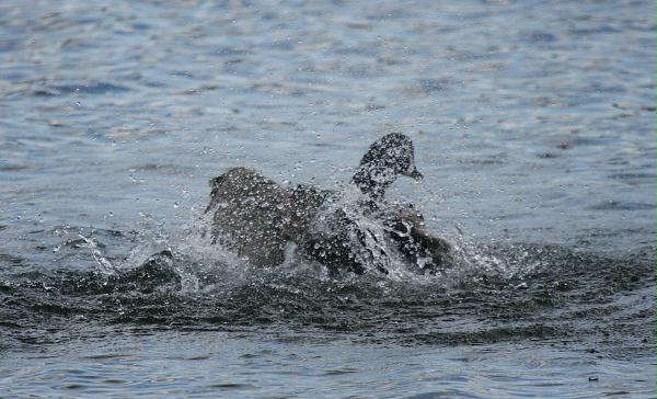 Canada Goose <i>Branta canadensis</i>