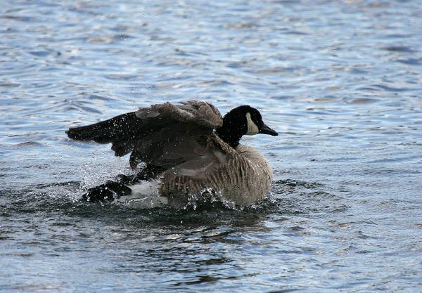 Canada Goose <i>Branta canadensis</i>