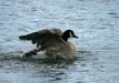 Canada Goose