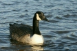 Canada Goose