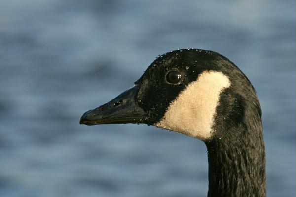 Canada Goose <i>Branta canadensis</i>