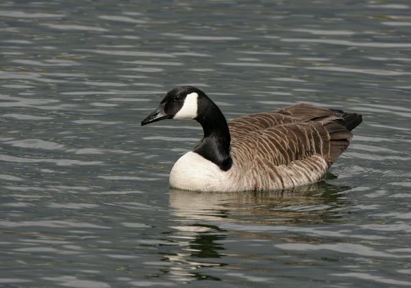 Canada Goose <i>Branta canadensis</i>