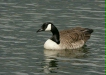 Canada Goose