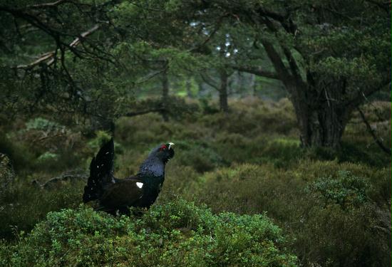 Capercaillie <i>Tetrao urogallus</i>