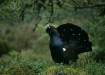 Capercaillie