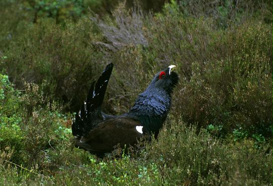 Capercaillie <i>Tetrao urogallus</i>