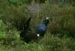 Capercaillie