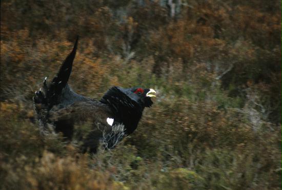 Capercaillie <i>Tetrao urogallus</i>