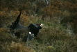 Capercaillie
