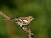 Chaffinch <i>Fringilla coelebs</i>