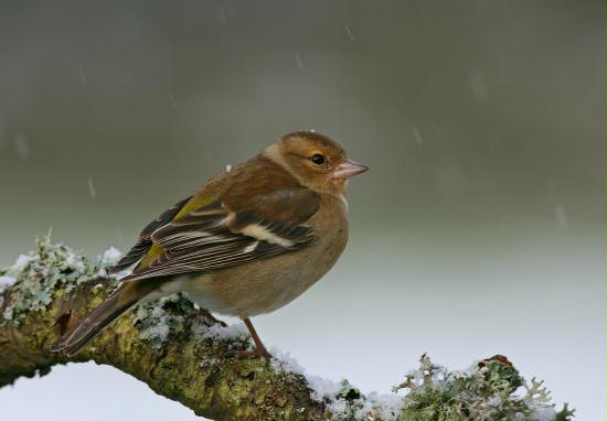 Chaffinch <i>Fringilla coelebs</i>