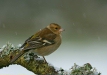 Chaffinch <i>Fringilla coelebs</i>