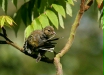 Chaffinch <i>Fringilla coelebs</i>