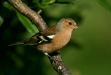 Chaffinch <i>Fringilla coelebs</i>