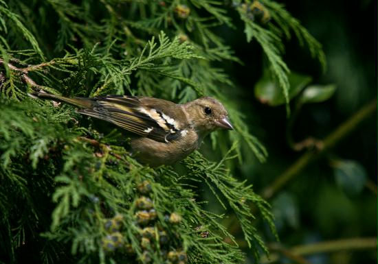 Chaffinch <i>Fringilla coelebs</i>