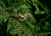 Chaffinch <i>Fringilla coelebs</i>