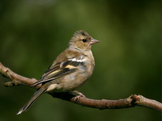 Chaffinch <i>Fringilla coelebs</i>