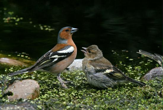Chaffinch <i>Fringilla coelebs</i>