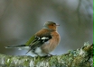 Chaffinch <i>Fringilla coelebs</i>