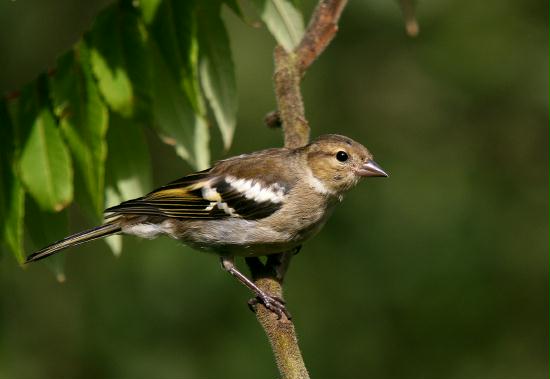 Chaffinch <i>Fringilla coelebs</i>