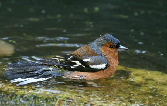 Chaffinch <i>Fringilla coelebs</i>