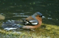 Chaffinch <i>Fringilla coelebs</i>