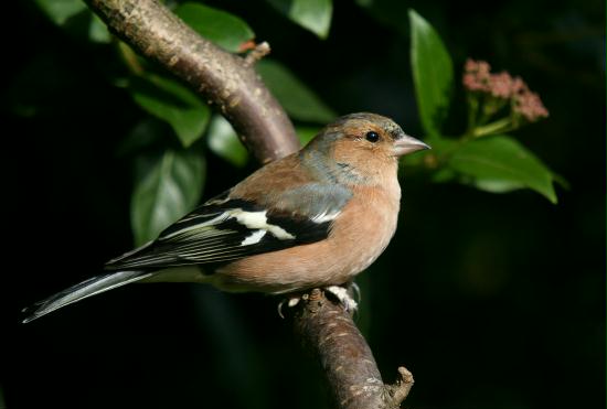 Chaffinch <i>Fringilla coelebs</i>