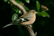 Chaffinch <i>Fringilla coelebs</i>