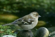 Chaffinch <i>Fringilla coelebs</i>