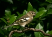 Chaffinch <i>Fringilla coelebs</i>