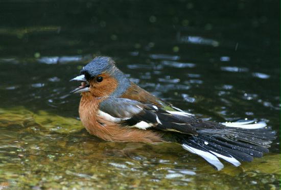 Chaffinch <i>Fringilla coelebs</i>