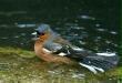 Chaffinch <i>Fringilla coelebs</i>