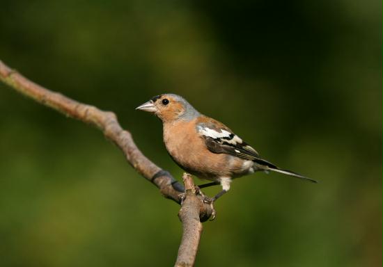 Chaffinch <i>Fringilla coelebs</i>