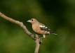Chaffinch <i>Fringilla coelebs</i>