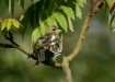 Chaffinch <i>Fringilla coelebs</i>