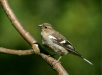Chaffinch <i>Fringilla coelebs</i>